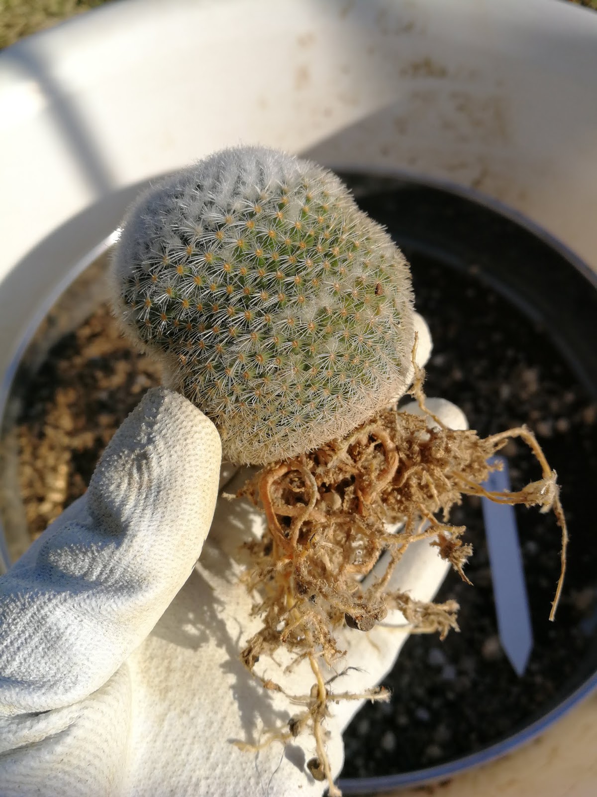 サボテン植え替え 花と くらしと それ以外したくない