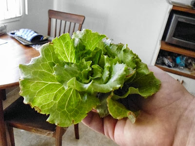 Nevada Lettuce harvested