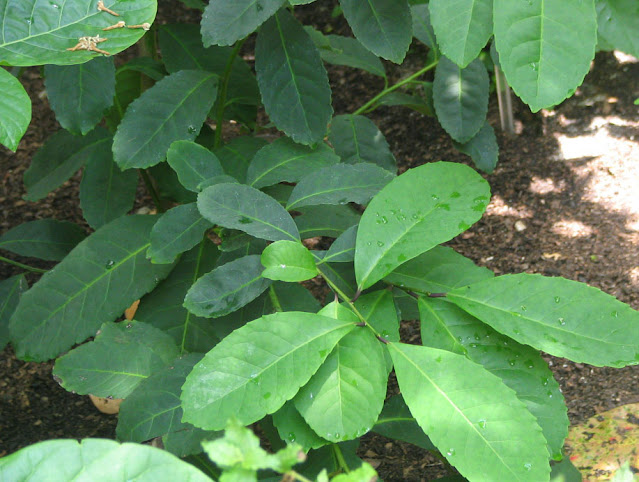 Ilex paraguariensis