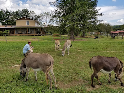 Five donkeys in the pasture