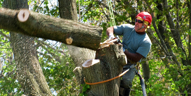 Tree-Felling-In-Sydney