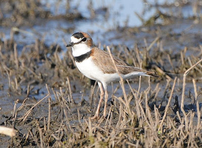 aves Argentinas Chorlito de collar Charadrius collaris