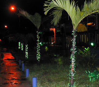 Christmas lights on palm trees