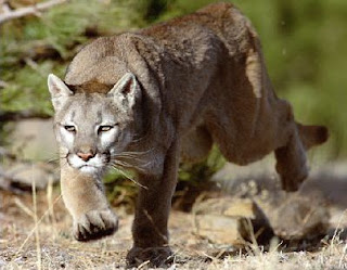 Le cougar espèce officiellement éteinte