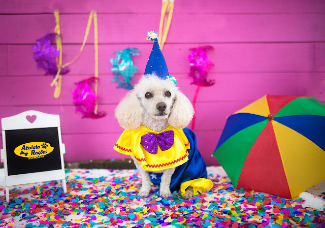 10 dicas para aproveitar o Carnaval com o seu cachorro 