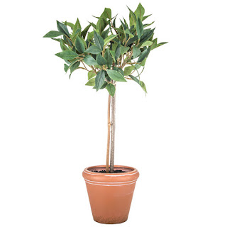 https://www.hobbylobby.com/Home-Decor-Frames/Decor-Pillows/Floral-Arrangements/Bay-Leaf-Potted-Topiary/p/80810667