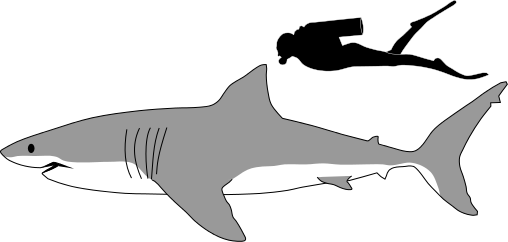 Dead Man's Brain: Jaws: How big was that shark?
