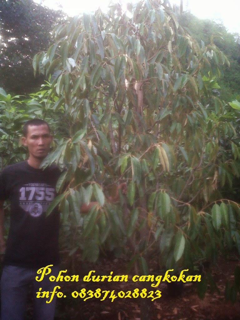 Jual pohon  durian cangkokan  berbuah Aneka pohon  duren 