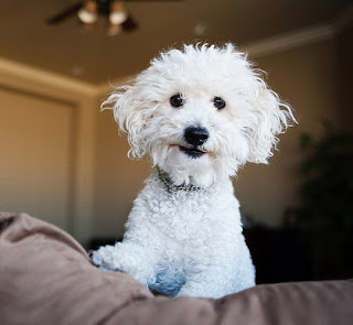 Poodle Puppy Picture