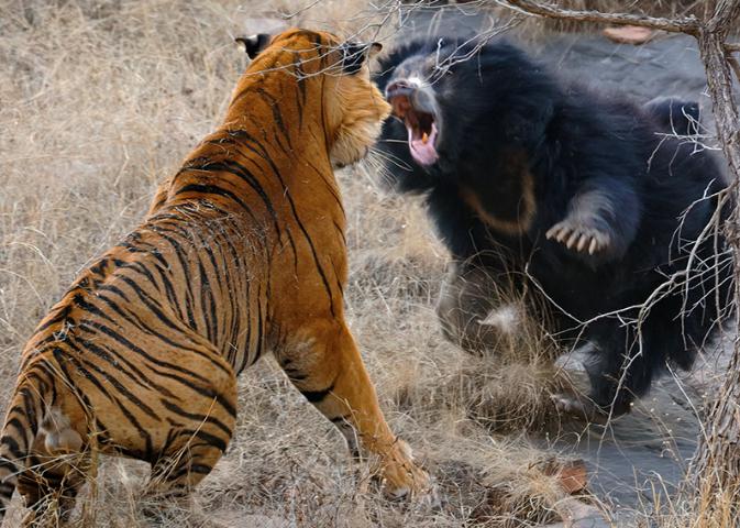 Bear Takes On Tiger