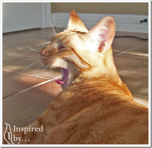 Yawn