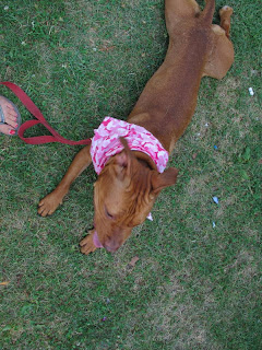 IMG_7017 Two Pitties in the City: Pooches: The Unexpected Pit Bull