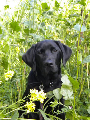 Dagan with a bunch of yellow mustard flowers just in front if his face