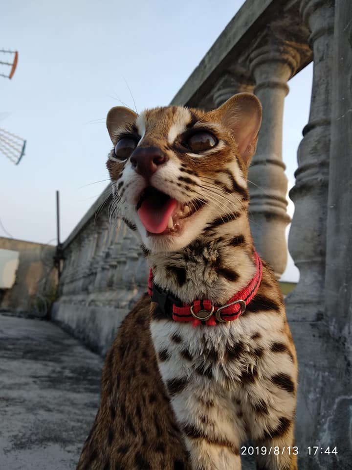 Foto foto Kucing Hutan Galak Membuka Mulut Leopard 