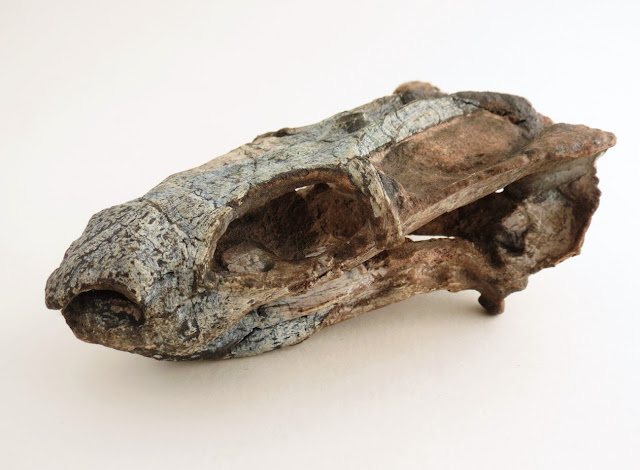  examines a beautifully preserved dicynodont skull from the Permian of Brazil Unusual tusks inward a novel species of dicynodont from the Permian of Brazil