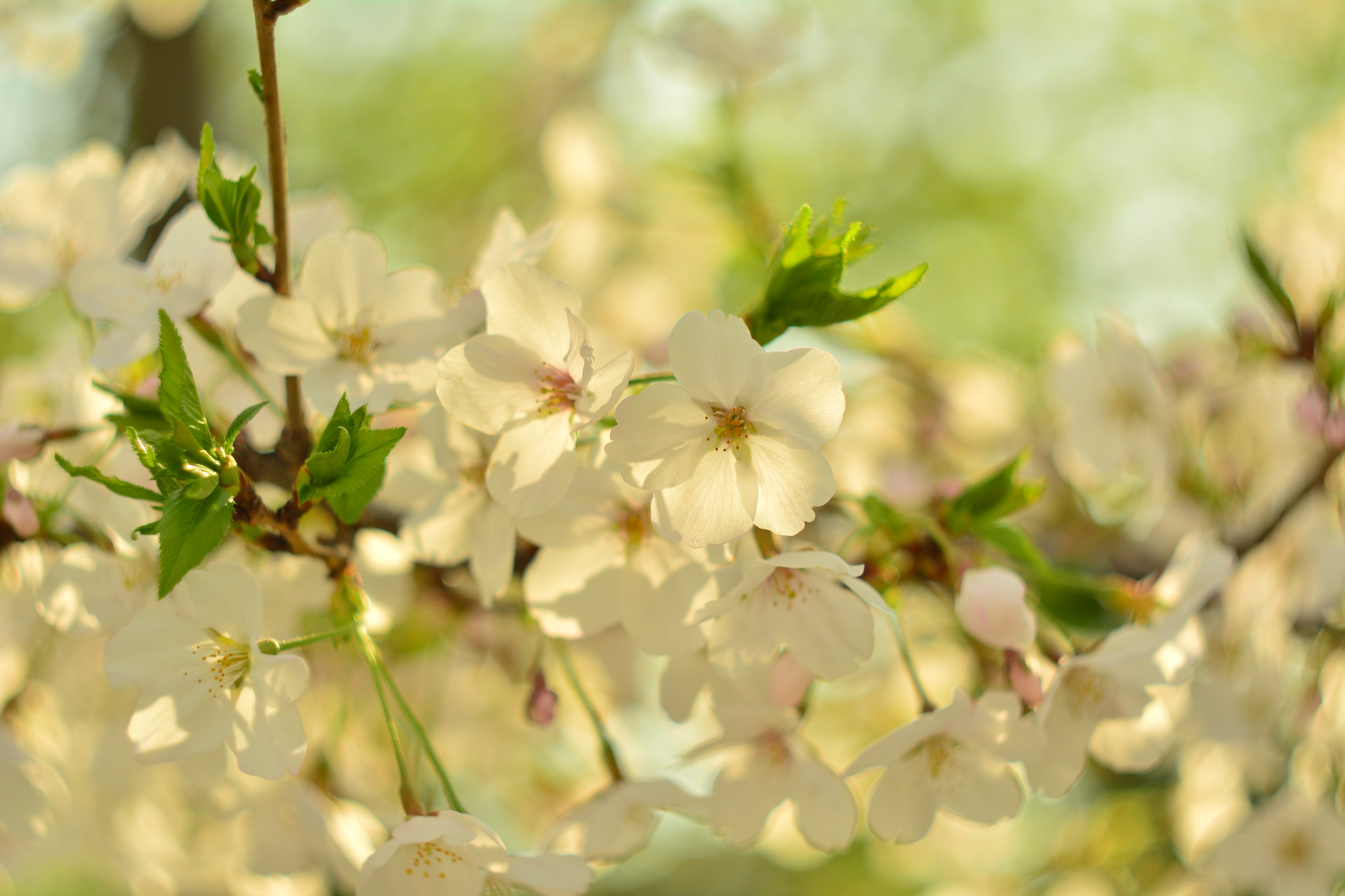 桜　Cherry blossom d5200 nikon helios44-2 old lens