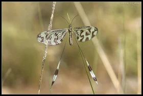 Nemoptera bipennis