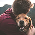 which breed of dog is the most loyal