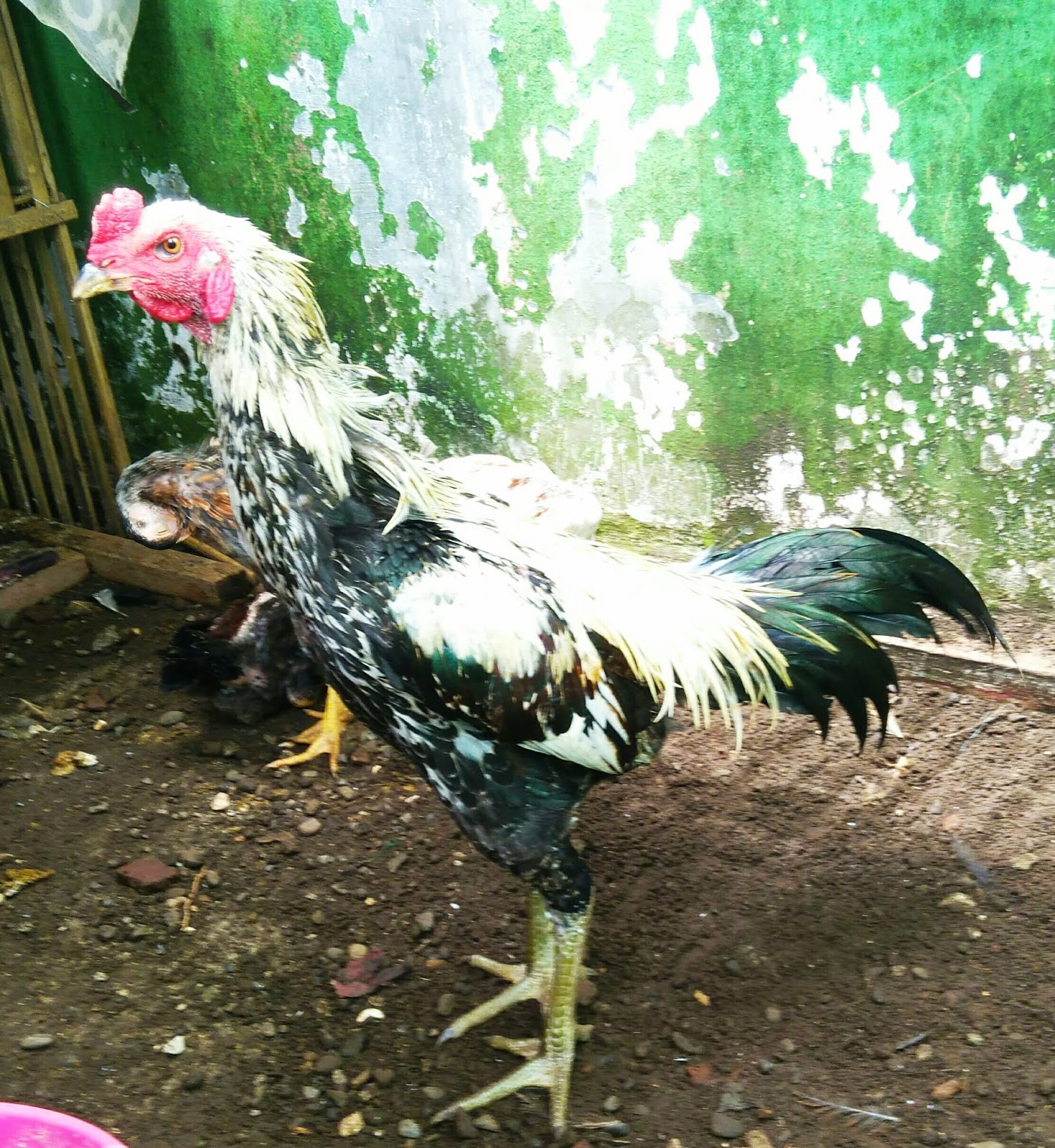 Warna Ayam Pamangon Wido Yang Bagus : 47 Jenis Warna Jalak ...