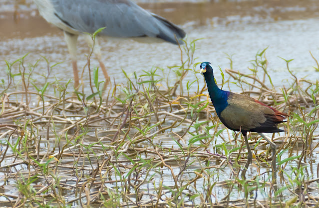 Travel Tirunelveli Nellai Thamirabarani Western Ghats Birds Nature