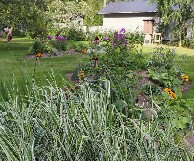 lingonberryhouse, leisure home, kohopenkit, flowerbeds, mökki, puutaha, perennat, kukat, flowers