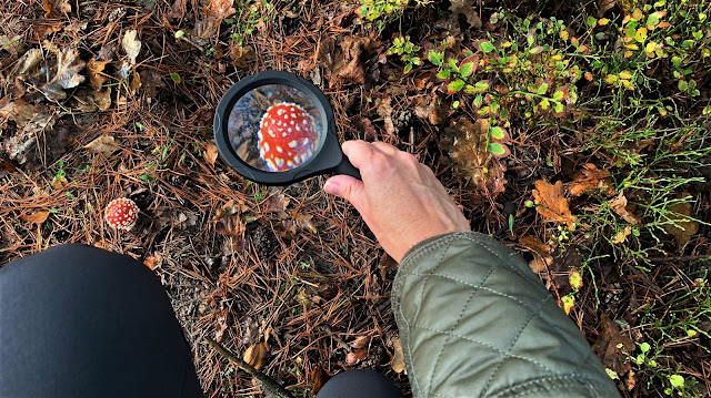 Vliegenzwam op de Veluwe