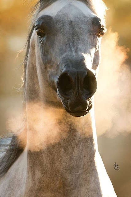 fotos de caballos