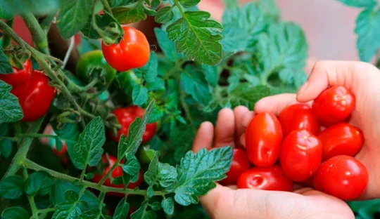 Potted Cherry Tomatoes: The Home Garden You've Always Wanted