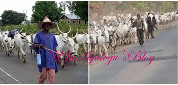 Vacate middle belt region before October 1 or there will be war - Middle belt youths tell herdsmen