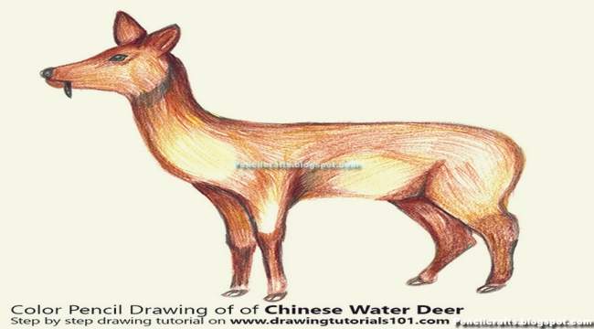 Color Pencil drawing Deer-beginner