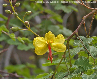 Pischalilla (Arquita mimosifolia)