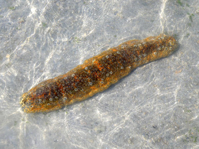 Ocellated Sea Cucumber (Stichopus ocellatus)