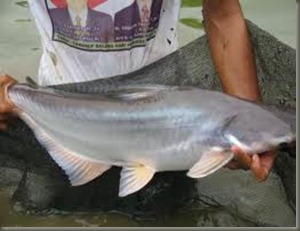 my fish-ku: ikan patin