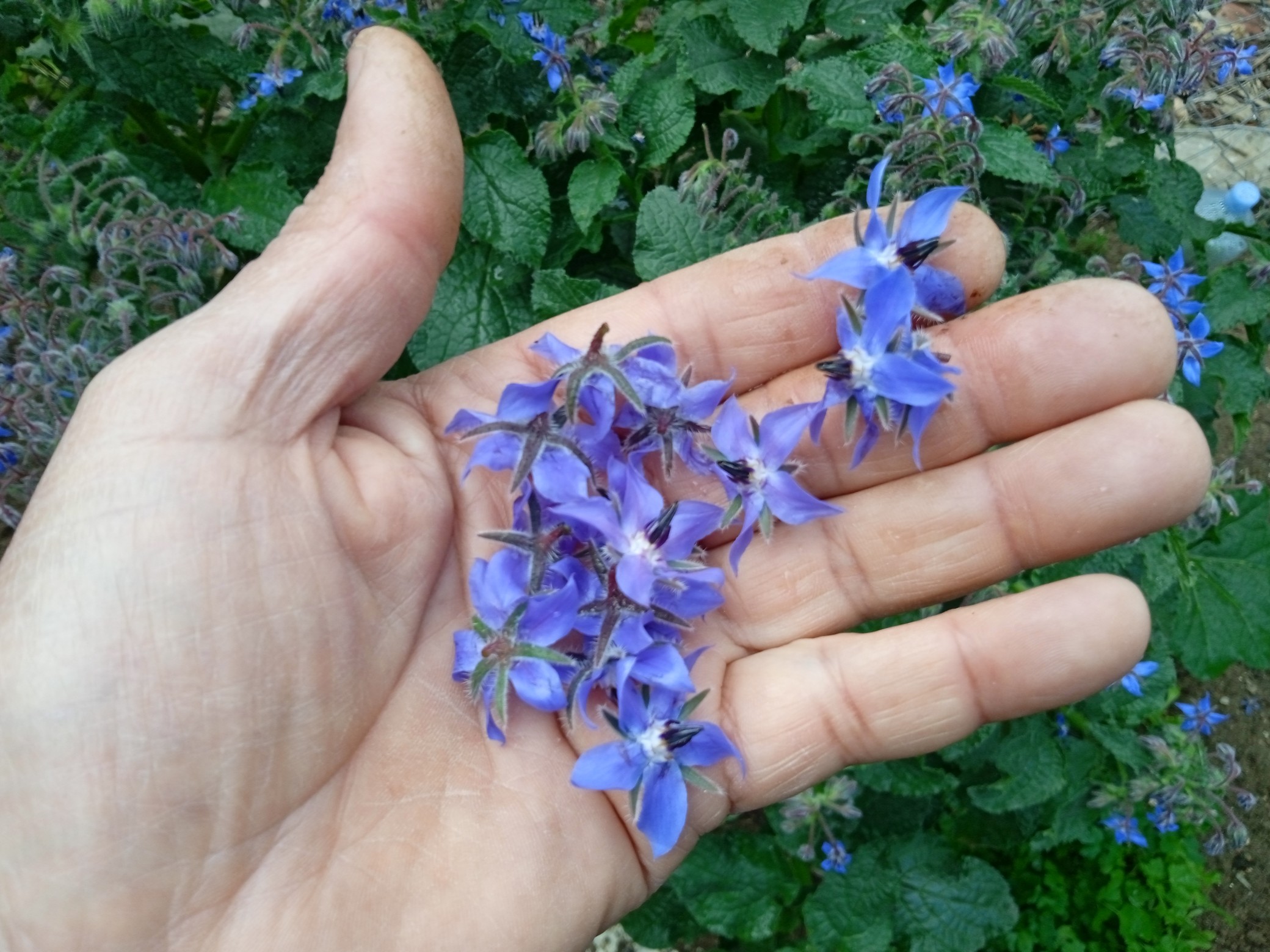 Harvesting borage flowers often encourages more production.