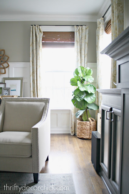 How to grow fiddle leaf fig