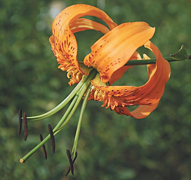 Лилия Генри (Lilium henryi)