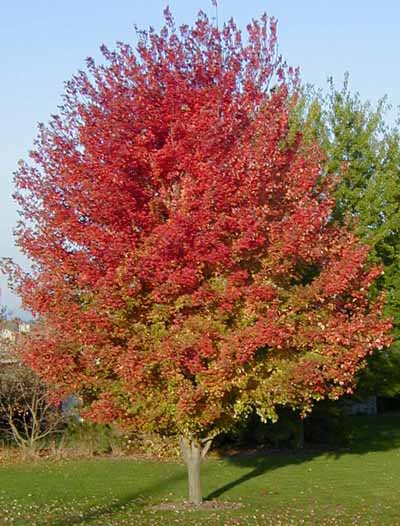 Autumn Blaze Maple4