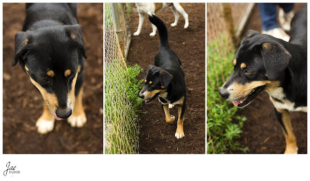 Non Profit Adoption Portrait Lynchburg Humane Society