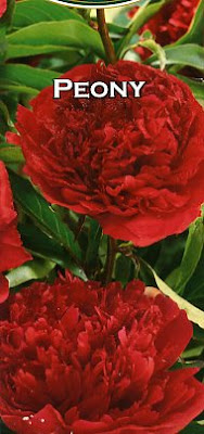 Red peony, Karl Lagerfeld