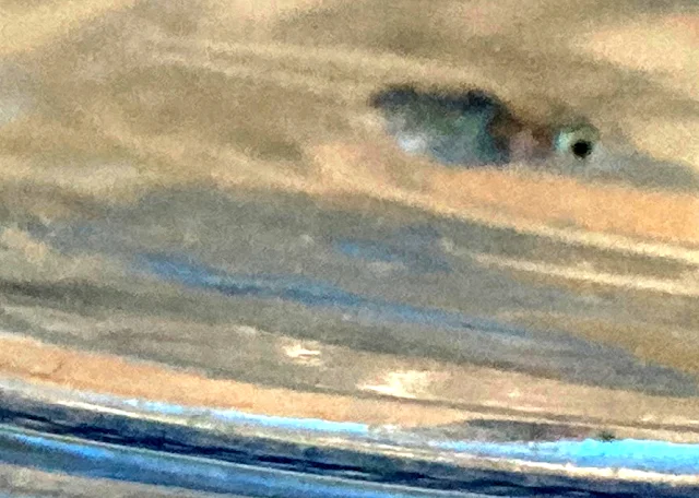 深海(しんかい)メダカ 稚魚 ２８日目