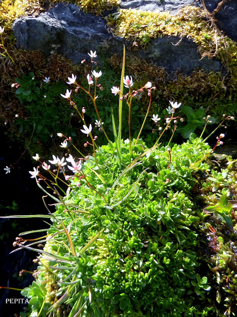 Xasifraga stellaris.Sierra Nevada