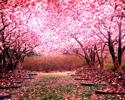 Pink Trees Wallpapers