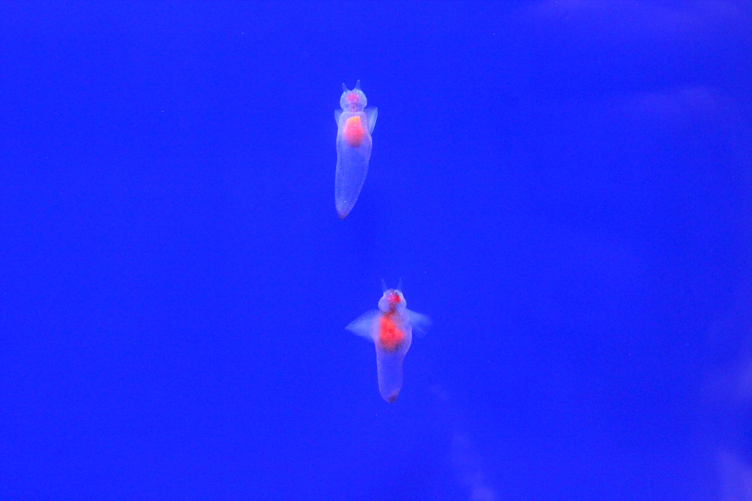 網走の流氷館では流氷のない時期でも流氷とクリオネを見れる H ミライノシテン