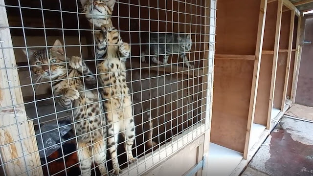 Beautiful Bengal cats kept in ugly and cruel conditions