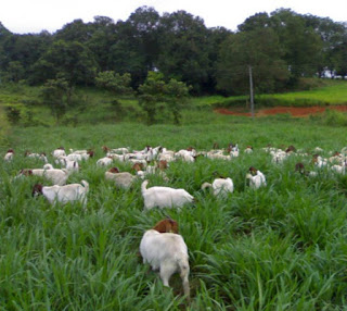 Usaha Sewa Lahan untuk Gembala Hewan 