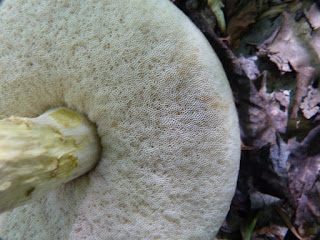 Harrya chromapes - Bolet rose à pied jaune vif - Leccinum chromapes