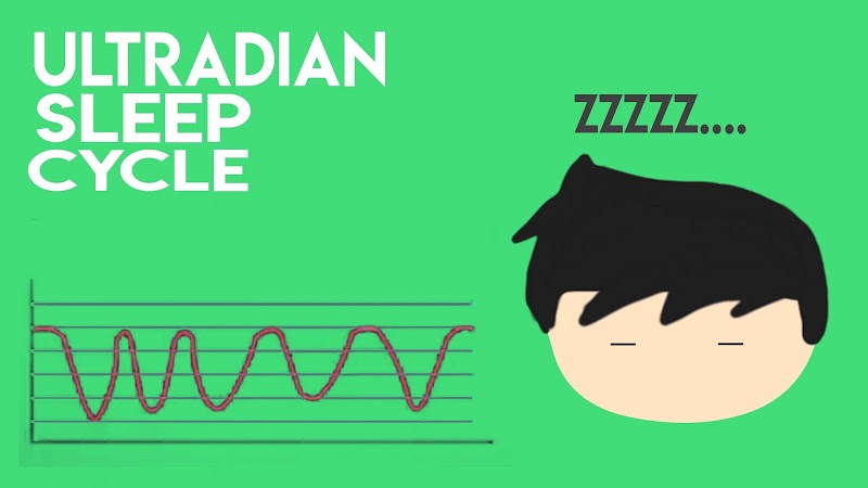 Proses atau Fase Tahapan saat Kita Tidur - Ultradian Sleep Cycle