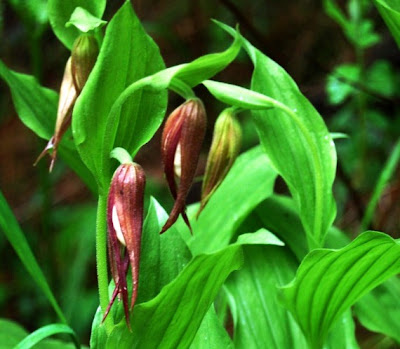 Bunga Yellow and Purple Lady Slippers