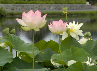 lotus flowers in Lewis Ginter Botanical Garden