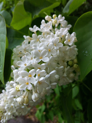 White Lilac from Florence Park